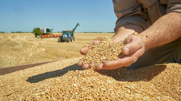 Food farming grain