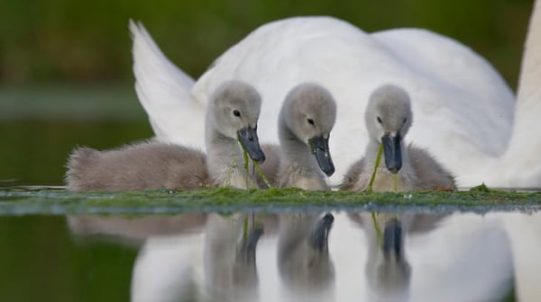 Grey swans