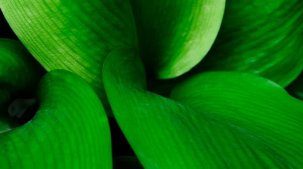 leaf ripples